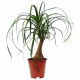 Bokarnea odgięta (nolina) - Beaucarnea recurvata