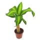 Dracena Wonna, Smokowiec - Dracena Fragrans Massangeana
