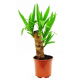 Juka - Yucca
