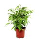 Fikus (Figowiec) benjamiński - Ficus benjamina kinky