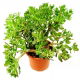 Grubosz, Drzewko Szczęścia - Crassula (duży)