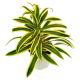 Dracena dermeńska, smokowiec - Dracaena dermensis Lemon Lime
