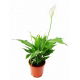 Skrzydłokwiat - Spathiphyllum