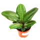 Fikus (Figowiec) sprężysty - Ficus elastica robusta