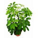 Szeflera - Schefflera