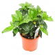 Gardenia
