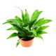 Dracena dermeńska, smokowiec - Dracaena dermensis Janet Craig (mała)