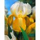 Kosaciec, Irys - White and Yellow