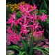 Nerine Bowdenii - 2 szt.