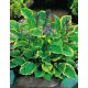 Funkia - Hosta Golden Tiara