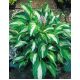 Funkia - Hosta Mediovariegata