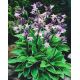Funkia - Hosta Fortunei Francee
