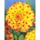 Dalia - Lady Darlene - kwiaty XL
