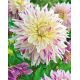 Dalia - Avignon - kwiaty XL