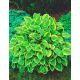 Funkia - Hosta Golden Tiara