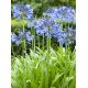 Agapant niebieski - Agapanthus Blue
