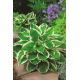 Funkia - Hosta Minute Man