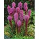 Liatra kłosowa purpurowa - Liatris Spicata Purple - 10 szt.