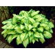 Funkia - Hosta Albopicta