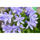 Agapant niebieski - Agapanthus Blue