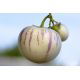 Pepino