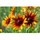 Rudbekia dwubarwna