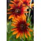 Rudbekia dwubarwna