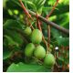 Aktinidia ostrolistna, Kiwi - Issai - sadzonka