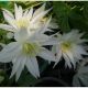 Clematis - Powojnik - Albina Plena – sadzonka