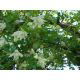 Clematis - Powojnik - Albina Plena – sadzonka