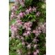 Clematis - Powojnik - Markham's Pink – sadzonka