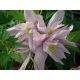 Clematis - Powojnik - Markham's Pink – sadzonka