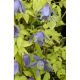 Clematis - Powojnik - Stolwijk Gold - sadzonka