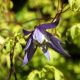 Clematis - Powojnik - Stolwijk Gold - sadzonka