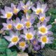 Krokus Tricolor - 10 szt.