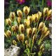 Krokus Gipsy Girl - 10 szt.