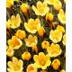 Krokus Goldilocks - 10 szt.