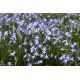 Śnieżnik lśniący - Chionodoxa luciliae - 10 szt.