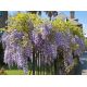 Wisteria niebiesko-fioletowa - Glicynia chińska, Słodin - najpiękniejsze pnącze świata - sadzonka