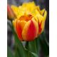 Tulipan Apeldoorn's Elite - 5 szt.
