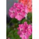 Pelargonia różowa