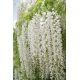 Wisteria biała - Glicynia chińska, Słodin - najpiękniejsze pnącze świata - sadzonka