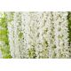 Wisteria biała - Glicynia chińska, Słodin - najpiękniejsze pnącze świata - sadzonka