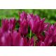 Tulipan Burgundy - 5 szt.