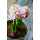 Hiacynt China Pink - op. 3 szt.
