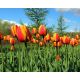 Tulipan Apeldoorn's Elite - 5 szt.