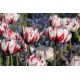 Tulipan Carnaval de Nice - 5 szt.