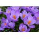 Krokus Grand Maitre - 10 szt.