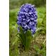 Hiacynt Blue Jacket - op. 3 szt.