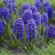 Hiacynt Blue Jacket - op. 3 szt.